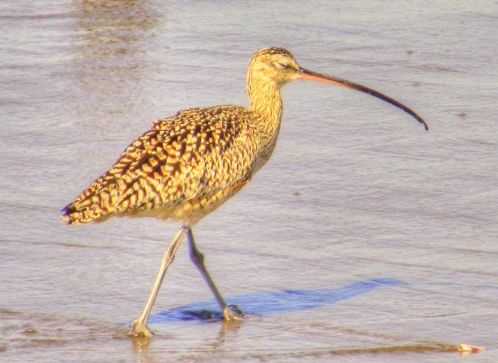 Curlew_Small tonemapped