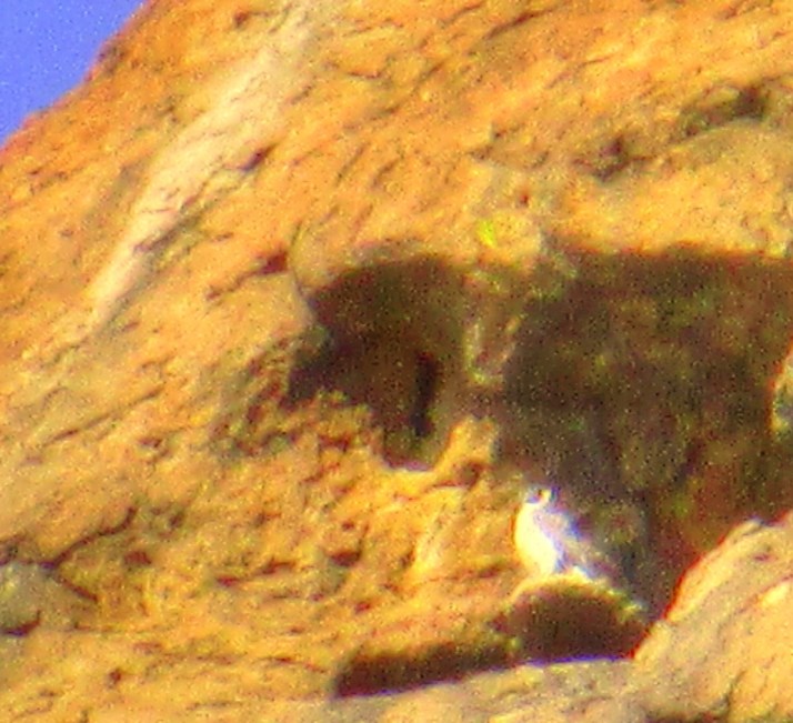 Falcon 1_Small tonemapped