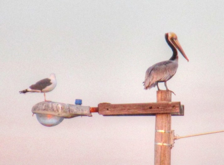 Gull and Pelican_Small tonemapped