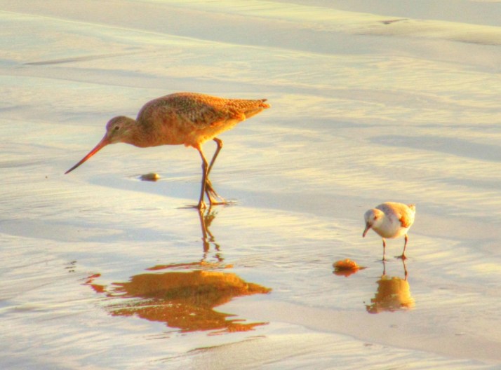 Marbled Godwit and Plover_Small tonemapped
