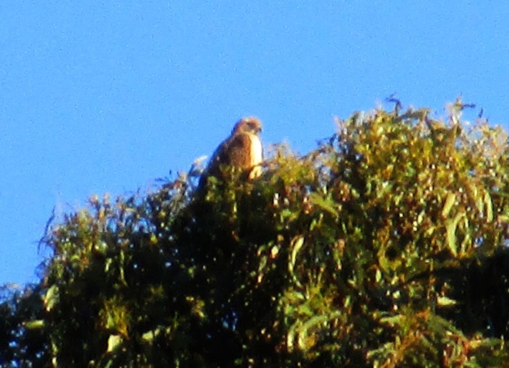 Osprey_Small tonemapped