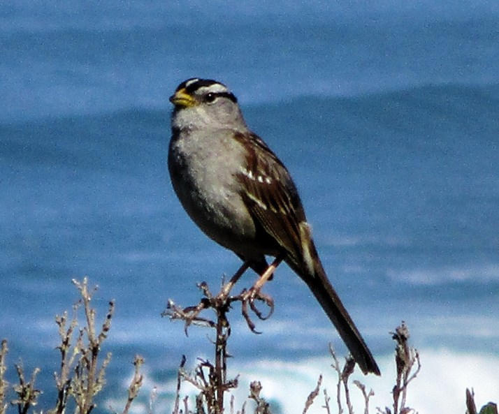 White Crowned Sparrow_Small tonemapped