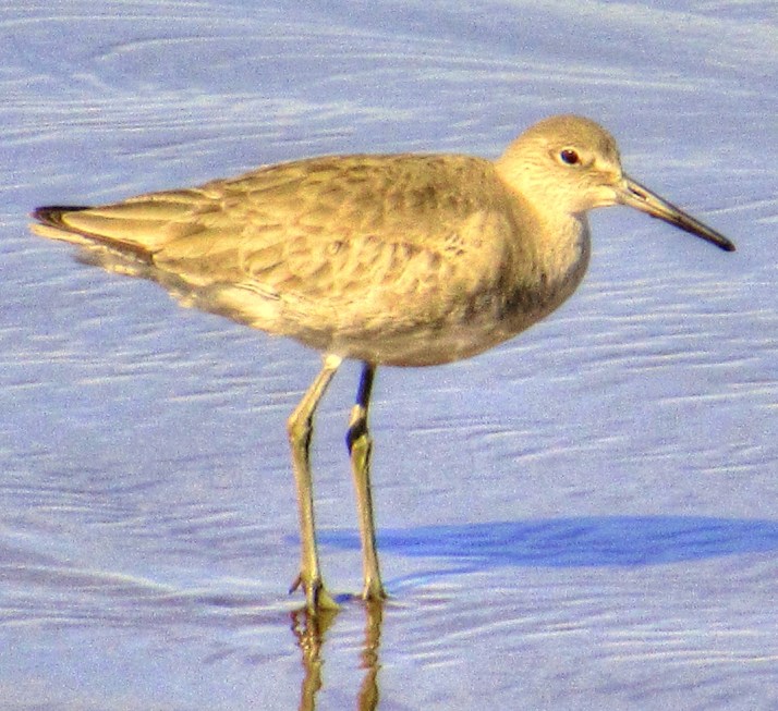 Willet_Small tonemapped