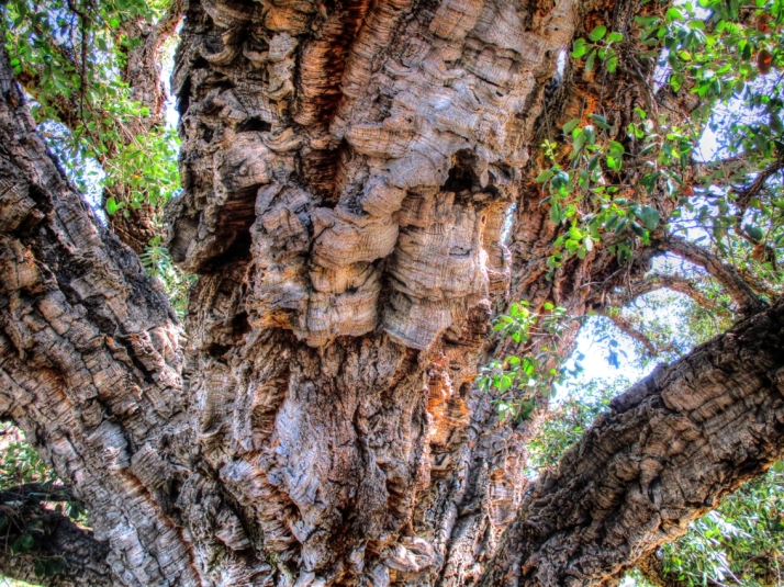 Cork Tree_Small tonemapped