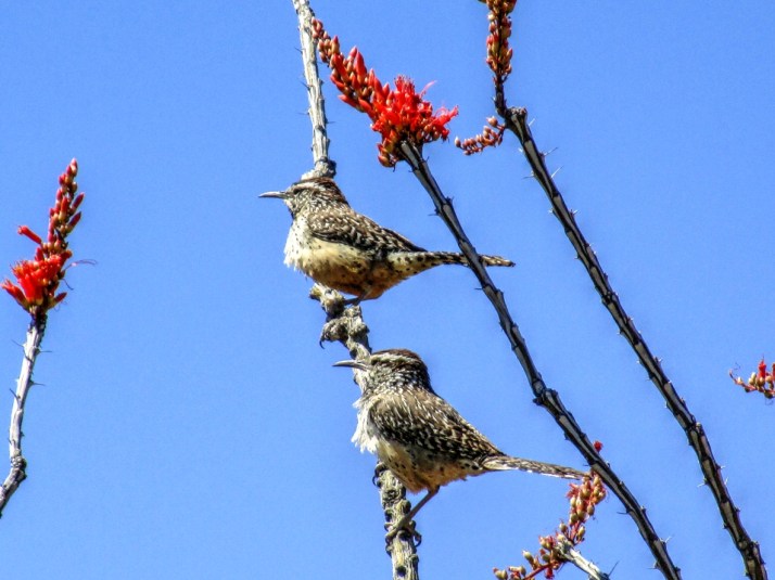 Cactus Wren_Small tonemapped