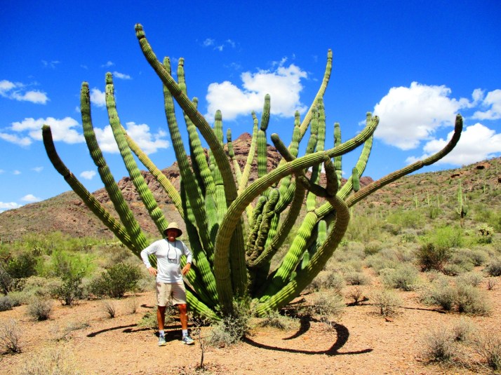 Organ Pipe Cactus Joe_Small tonemapped