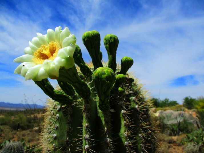 Saguaro Flower_Small tonemapped