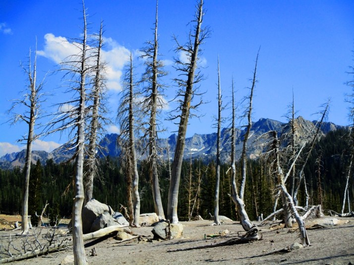 Horseshoe Lake Dead Trees 2 Small_tonemapped