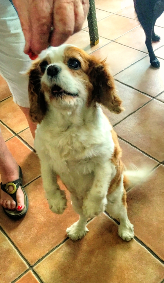 Liz begging_tonemapped