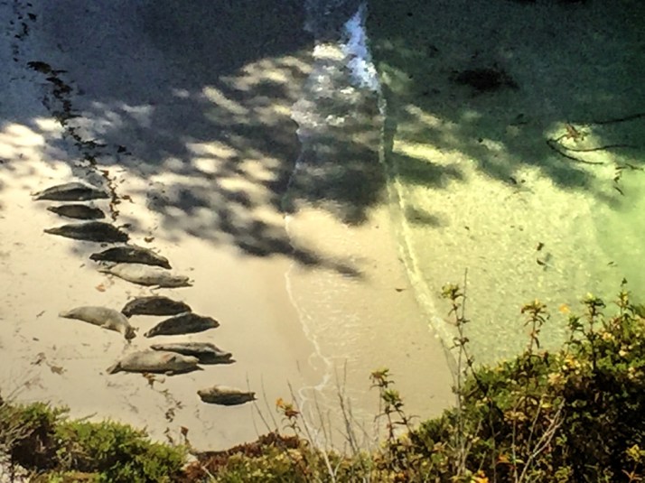 harbor-seals-lined-up-small