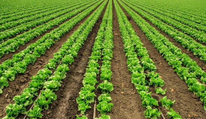 lettuce-small_tonemapped-2