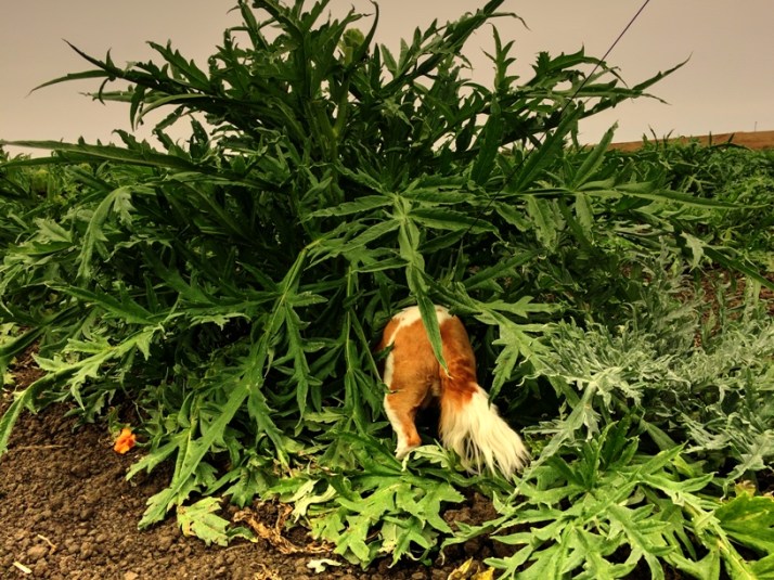 liz-artichoke-plant-small-_tonemapped