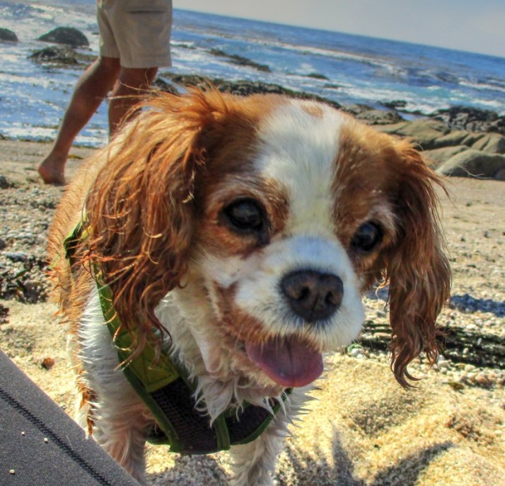 liz-carmel-beach-2-small