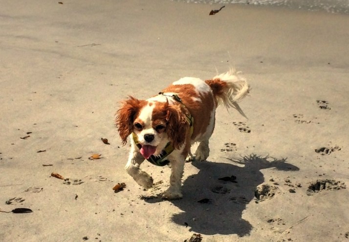 liz-carmel-beach-small