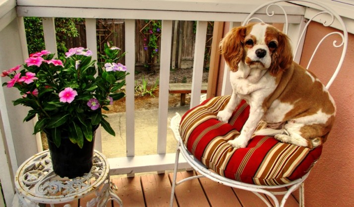 Liz Monterey Chair Small_tonemapped