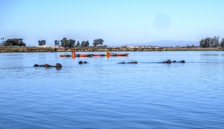 otters-kayaks-small