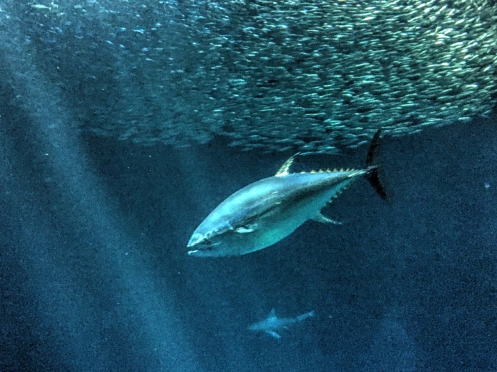 tuna-aquarium-2-small