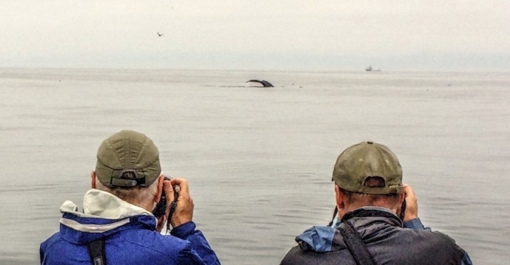 whale-watching-2-small