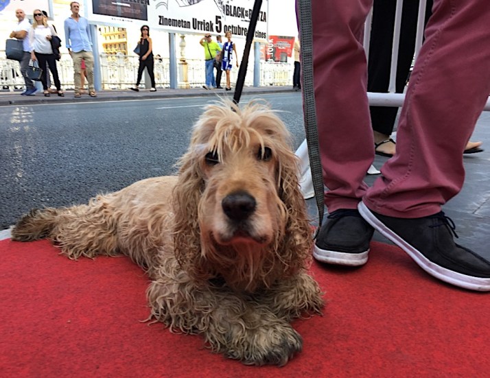 Dog on red carpet