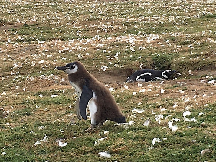 Penguin juvenile2